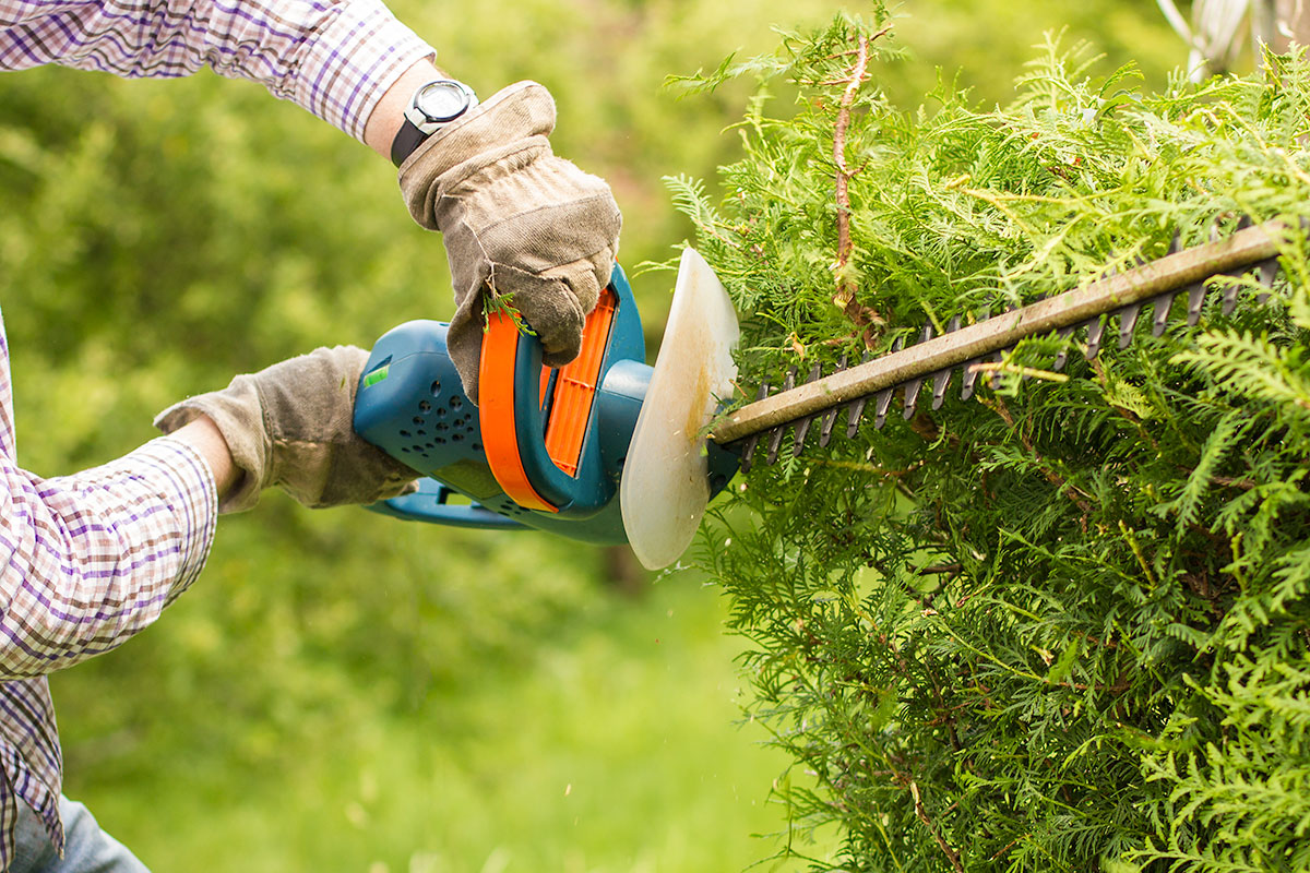 Wann und wie Hecke schneiden? Was sagt das Gesetz?