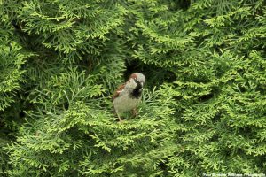 thuja-hecke-vogel